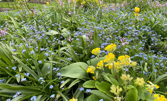 A Garden of Forget-Me-Not Flowers